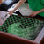 Japanese Asanoha Pattern Puzzle Water Breathing Slayer Dragon - Polynesian Pride