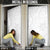 Tapu Fanau Ia Niue Door Cover Happy White Sunday Unique Hiapo - Polynesian Pride
