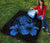 Hawaii Hibiscus Premium Quilt - Turtle Map - Traffic Blue - Polynesian Pride