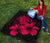 Hawaii Hibiscus Premium Quilt - Turtle Map - Calico Red - Polynesian Pride