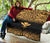 Hawaii Premium Quilt - Gold Kanaka Maoli Polynesian Tattoo & Black Frog - Polynesian Pride